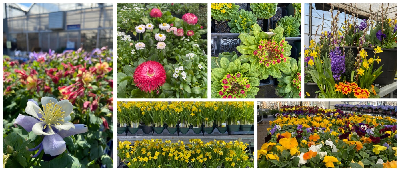 Flower Delivery to Grimsby by Cole's Florist Inc.